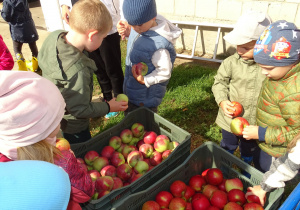 15 Biedronki wybierają sobie jabłka